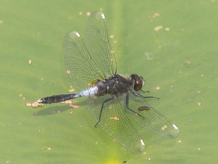 Leucorrhinia caudalis (Lilypad Whiteface) male-5.jpg